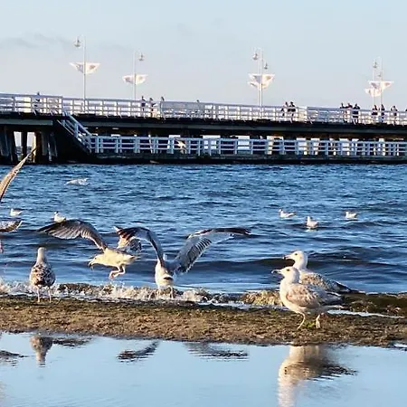 Monte Cassino Glamour By Downtown *